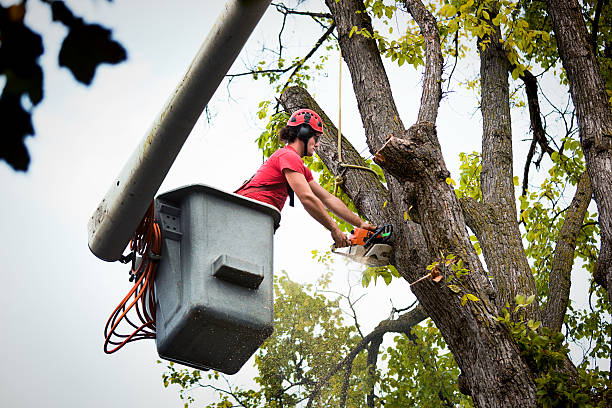 Best Tree Disease Treatment  in Morrow, GA